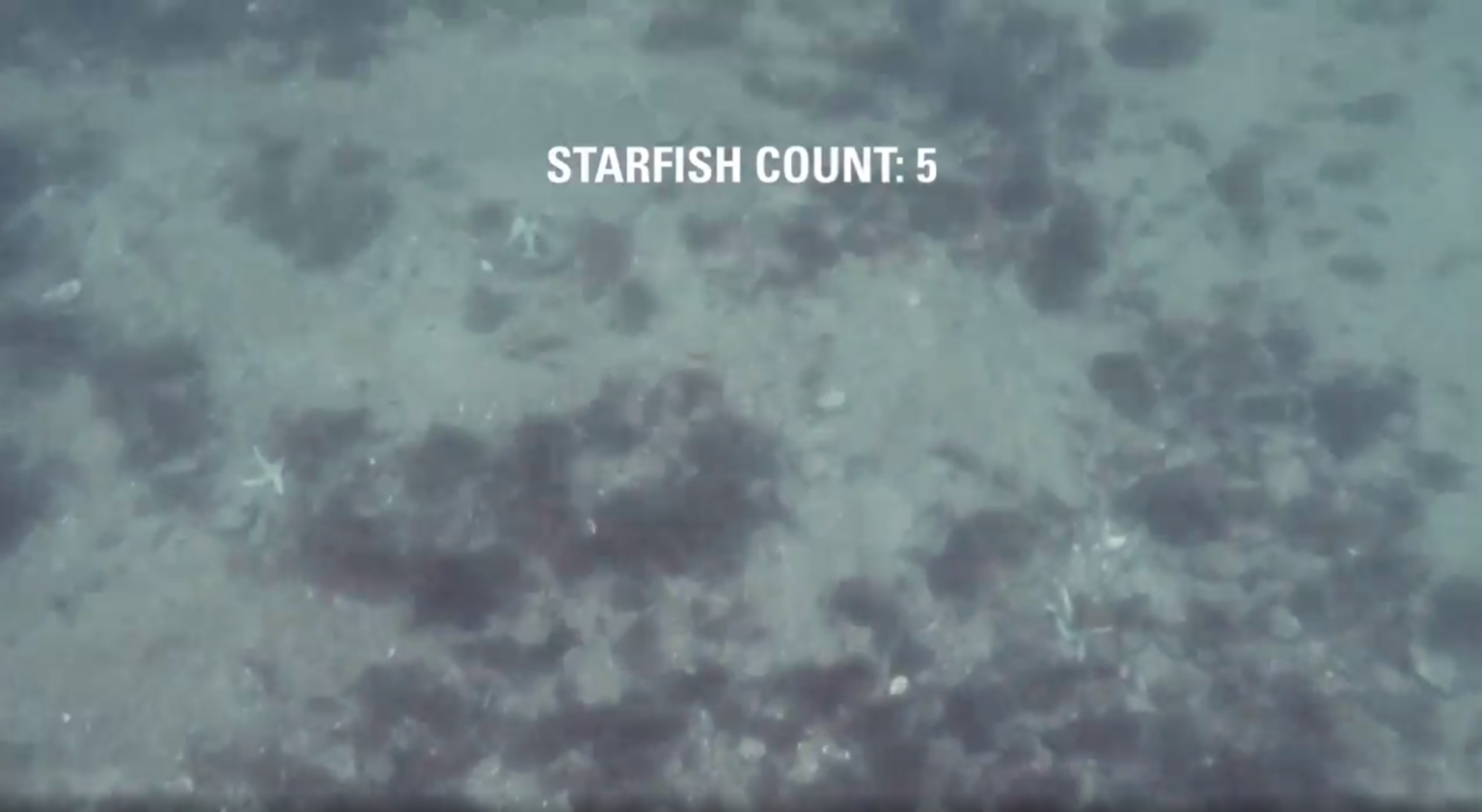 Side-scan sonar imagery: starfish count