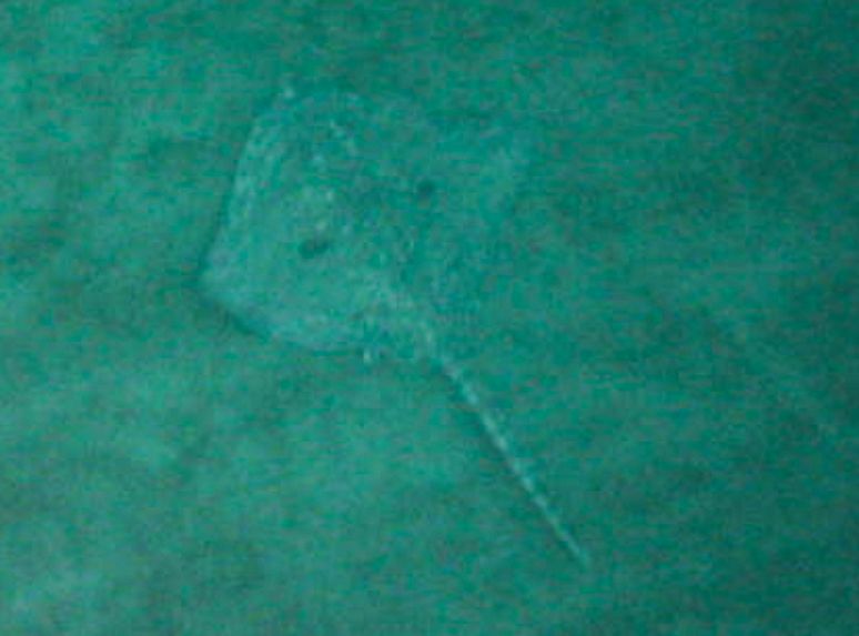 1780471629453